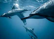 实时更新-李昊半决赛前预感王钰栋进球，彭啸也答应“进一个”